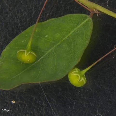 thumbnail for publication: Biology and Management of Long-Stalked Phyllanthus in Ornamental Crop Production